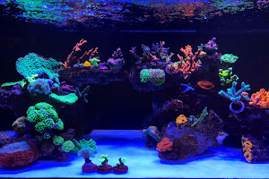 Blue Reef - Corais e Peixes marinhos image