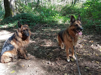 Mountain View Dog Ranch - Photo 4 - Car repair in Snohomish, WA, Marysville