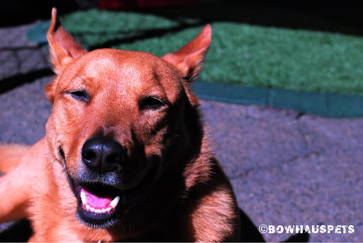 Dog Day Care Center «The Bowhaus Pet Company», reviews and photos, 2472 E Colorado Blvd, Pasadena, CA 91107, USA