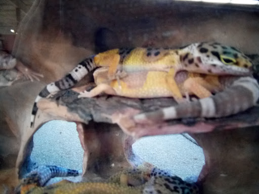 Pet Supply Store «Petco Animal Supplies», reviews and photos, 1333 Centennial Ave, Piscataway Township, NJ 08854, USA