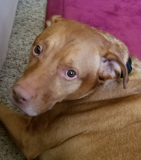 Pet Supply Store «Pet Supplies Plus», reviews and photos, 1937 FL-60, Valrico, FL 33594, USA