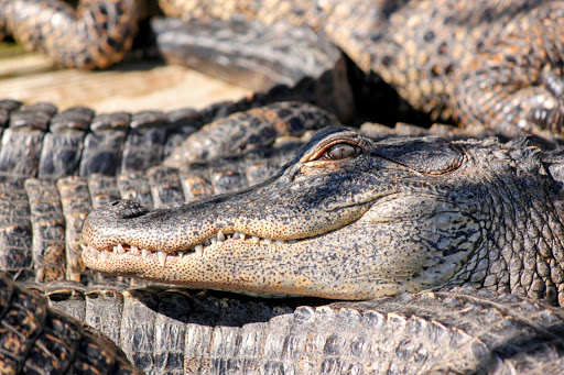 Amusement Park «Gatorland», reviews and photos, 14501 S Orange Blossom Trail, Orlando, FL 32837, USA