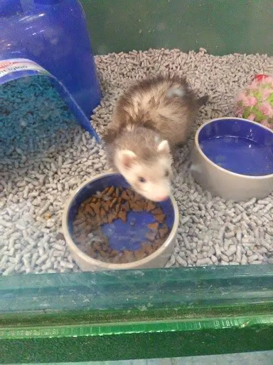 Pet Supply Store «Pet Supplies Plus», reviews and photos, 18956 Livernois Ave, Detroit, MI 48221, USA