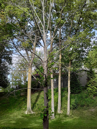 Allgreen Tree