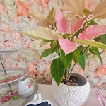 Photo n°2 de l'avis de Anja.r fait le 26/02/2024 à 15:41 sur le  Traumcafé à Wanzleben-Börde