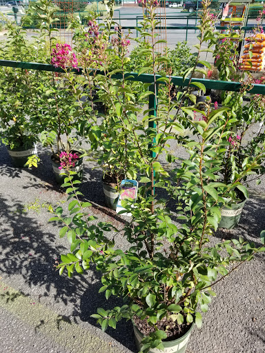 Garden Center «Pike Nurseries», reviews and photos, 6050 Bethelview Rd, Cumming, GA 30040, USA