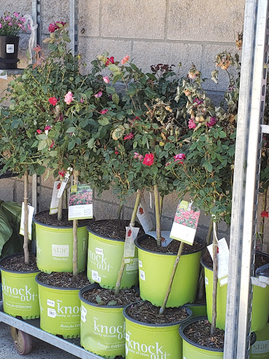 Warehouse club «BJ’s Wholesale Club», reviews and photos, 941 Rte 37 W, Toms River, NJ 08755, USA