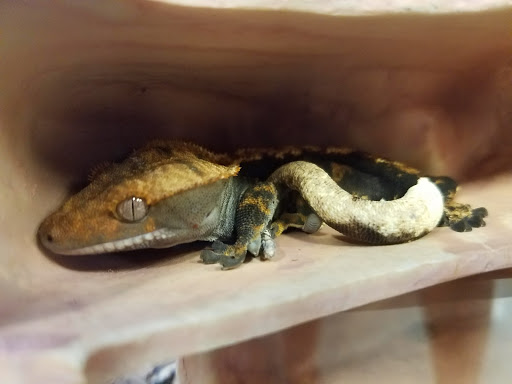 Pet Supply Store «Petco Animal Supplies», reviews and photos, 189 Old Country Rd, Carle Place, NY 11514, USA