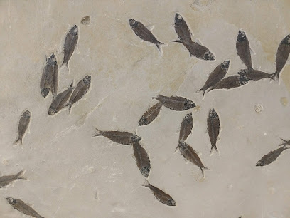 Wyoming Fossils, Sawaya's