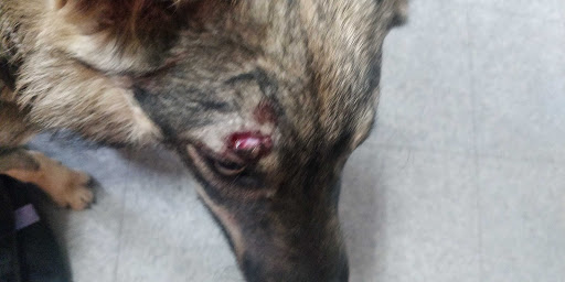 Kennel «Old Farm Pet Resort», reviews and photos, 3968 S 200 E, Salt Lake City, UT 84107, USA