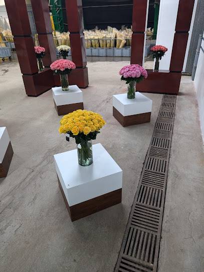 Florexcelent - Cananvalley Flowers SA
