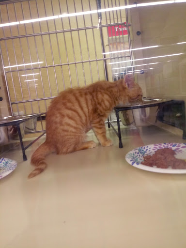 Pet Supply Store «PetSmart», reviews and photos, 290 S Broadway, Salem, NH 03079, USA