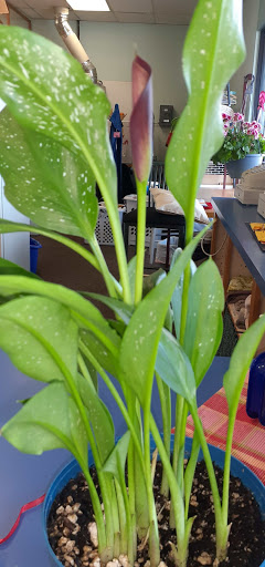 Laundromat «Suds City Depoe», reviews and photos, 1785 Lancaster Dr NE, Salem, OR 97305, USA