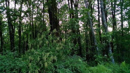 State Park «Willamette Stone State Heritage Site», reviews and photos, 253 NW Skyline Blvd, Portland, OR 97210, USA