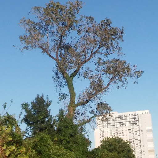 Tourist Attraction «Waugh Drive Bat Colony», reviews and photos, Waugh Dr, Houston, TX 77002, USA