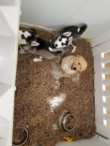 Pet Store «Puppy City», reviews and photos, 3343 Valley Pike, Winchester, VA 22602, USA