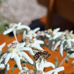 Photo n°4 de l'avis de Giancarlo.s fait le 07/09/2023 à 19:04 sur le  Schnegga Soge à Valle San Silvestro