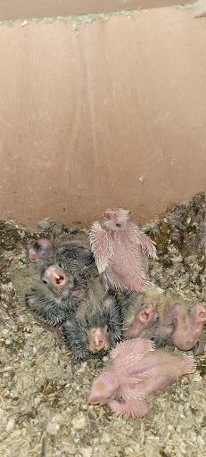 Pet Store «Critter Corner Pet Shop», reviews and photos, 1796 E Vaile Ave, Kokomo, IN 46901, USA