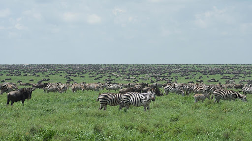 Travel Agency «Travel Beyond - Travel Agency», reviews and photos, 106 Broadway Ave S, Wayzata, MN 55391, USA