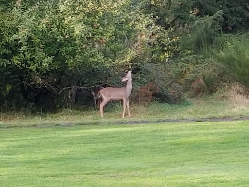 Golf Course «Elkhorn Valley Golf Course», reviews and photos, 32295 N Fork Rd, Lyons, OR 97358, USA