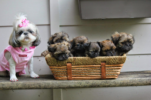 BB's Imperial Shih Tzus