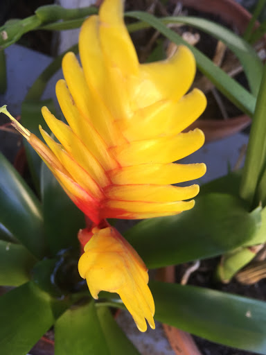 Tobacco Shop «Green House Smoke Shop», reviews and photos, 1428 Abbot Kinney Blvd, Venice, CA 90291, USA