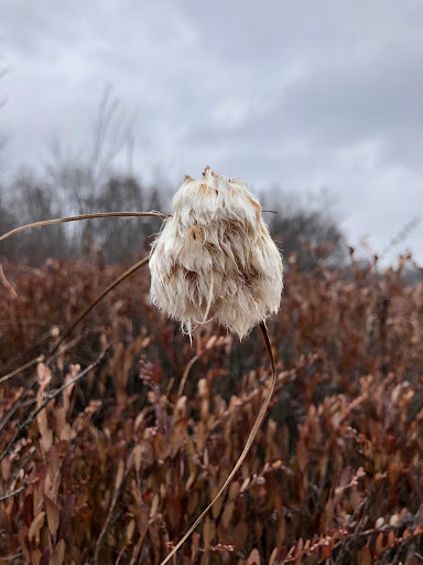 Nature Preserve «Mud Lake Bog Nature Preserve», reviews and photos, 905 E Elm Valley Rd, Buchanan, MI 49107, USA