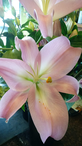 Florist «Flowers & Plants Etc», reviews and photos, 1378 Chain Bridge Rd, McLean, VA 22101, USA