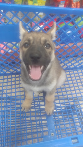 Pet Supply Store «PetSmart», reviews and photos, 4485 24th Ave, Fort Gratiot Twp, MI 48059, USA