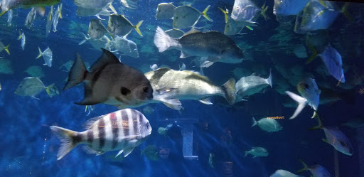 Aquarium «North Carolina Aquarium at Pine Knoll Shores», reviews and photos, 1 Roosevelt Blvd, Pine Knoll Shores, NC 28512, USA