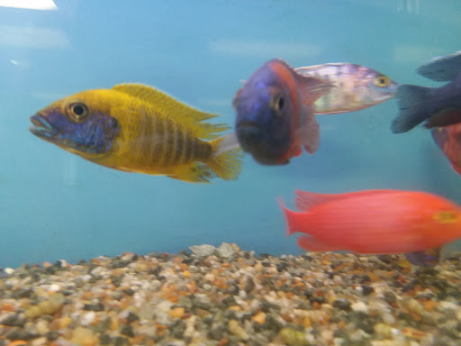 Pet Store «Fish & Pets Ranch», reviews and photos, 10100 Kleckley Dr, Houston, TX 77075, USA