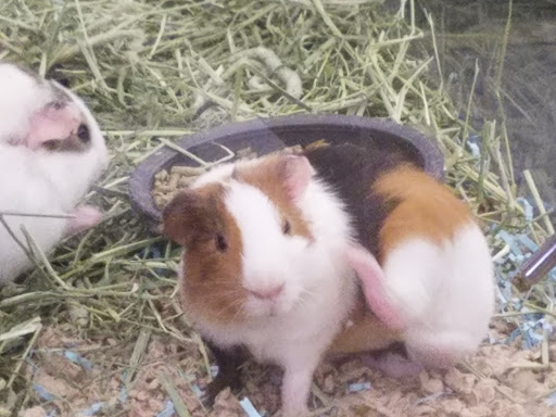 Pet Supply Store «Pet Supplies Plus», reviews and photos, 209 Market St, Brighton, MA 02135, USA