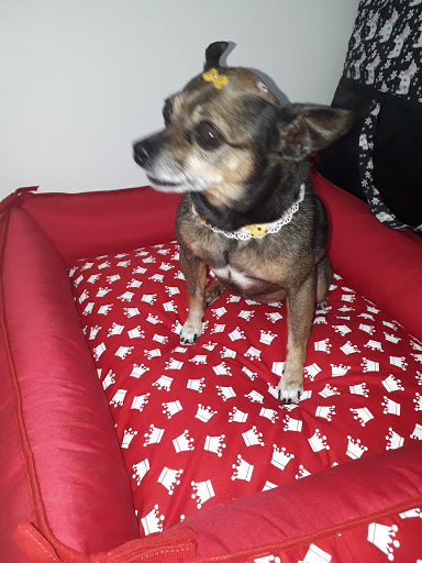 Veterinária Califórnia em Itaquaquecetuba - SP