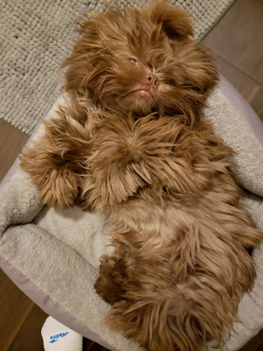 Pet Supply Store «Petco Animal Supplies», reviews and photos, 513 S Mason Rd, Katy, TX 77450, USA