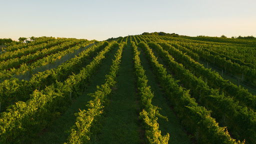 Winery «Bel Lago Vineyards & Winery», reviews and photos, 6530 S Lake Shore Dr, Cedar, MI 49621, USA