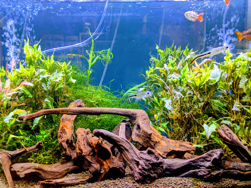 Tropical Fish Store «Aquarium Zen», reviews and photos, 920 NE 64th St, Seattle, WA 98115, USA