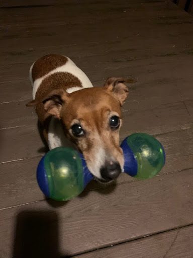 Pet Supply Store «Stoltzfus Feed & Supply», reviews and photos, 80 PA-41, Gap, PA 17527, USA