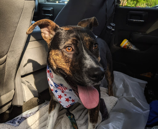 Pet Store «Pet Paradise», reviews and photos, 13478 Carrollton Blvd # P, Carrollton, VA 23314, USA