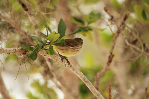 Performing Arts Theater «Barbara B. Mann Performing Arts Hall», reviews and photos, 13350 FSW Pkwy, Fort Myers, FL 33919, USA