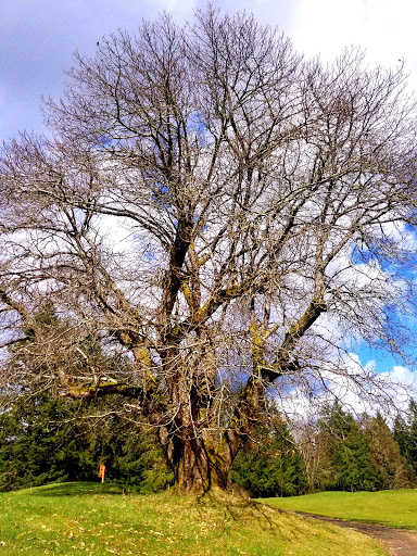 Golf Course «Horseshoe Lake Golf Course», reviews and photos, 1250 SW Club House Ct, Port Orchard, WA 98367, USA