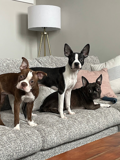 Pet Supply Store «Petco Animal Supplies», reviews and photos, 178 Township Blvd, Camillus, NY 13031, USA