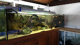 C2A club aquariophile d aquitaine Villenave-d'Ornon