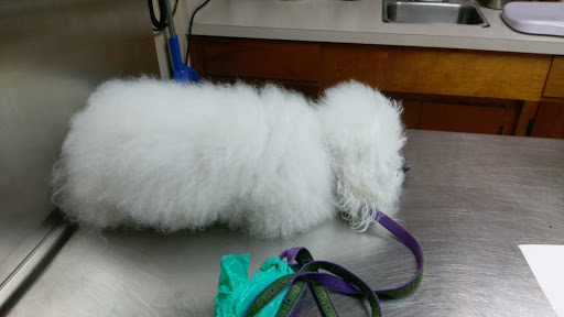 Animal Hospital «Animal Medical Corpus Christi», reviews and photos, 6822 Everhart Rd, Corpus Christi, TX 78413, USA