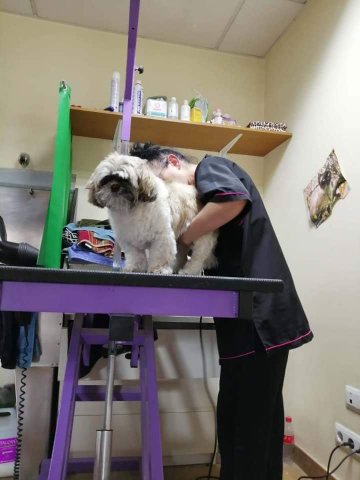 Peluqueria Canina A Patitas y Rizos - Servicios para mascota en Murcia