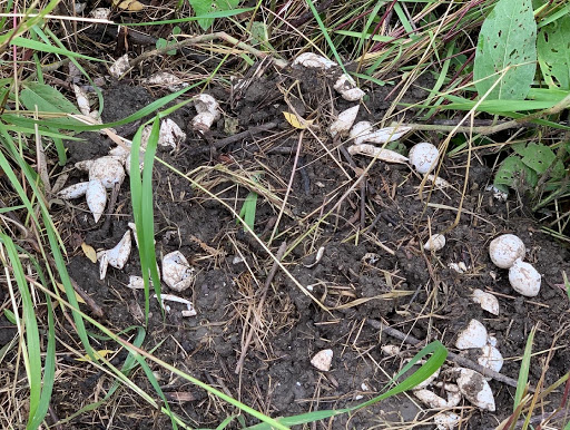 Nature Preserve «Marais Temps Clair Conservation Area», reviews and photos, 5134 Island Road, St Charles, MO 63301, USA