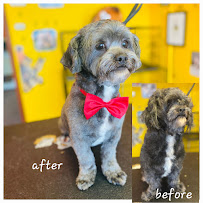 Puppy Palace Dog Grooming Salon & Mobile - Photo 4 - Car repair in El Lago, TX, League City