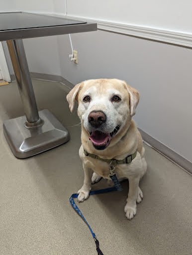 Brentwood Country Animal Hospital, PLLC