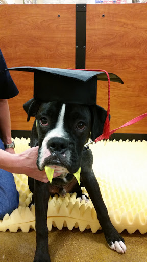 Pet Supply Store «PetSmart», reviews and photos, 3260 Stockton Hill Rd, Kingman, AZ 86409, USA