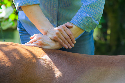 Tierärztliche Praxis für Akupunktur und Chiropraktik Dr. med. vet. Natascha Keunecke unter Gifhorn, 