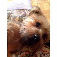 Doggie Walks NJ - Photo 5 - Car repair in , Yonkers